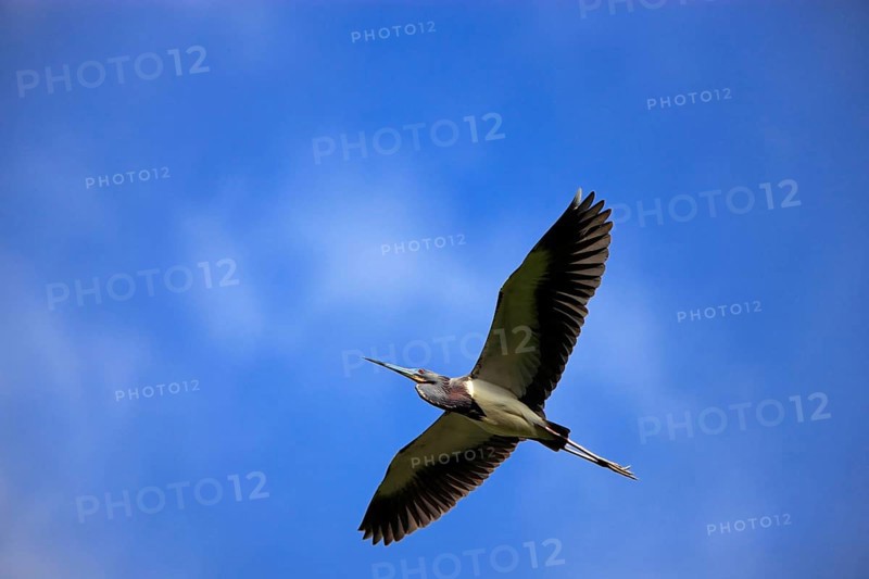Tricoloured Heron (Egretta tricolor), Florida, USA, heron, North America