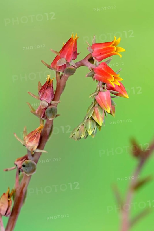 Painted Lady (Echeveria derenbergii)