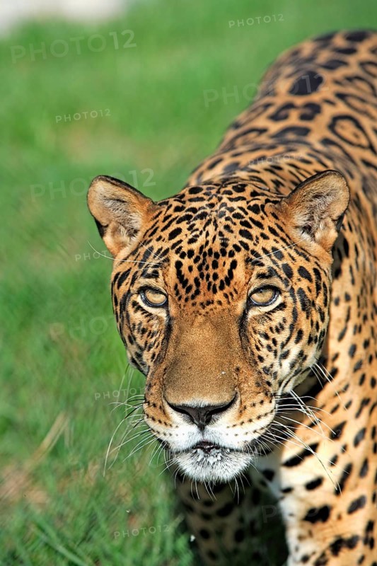 Jaguar (Panthera onca), male, Pantanal, Brazil, South America