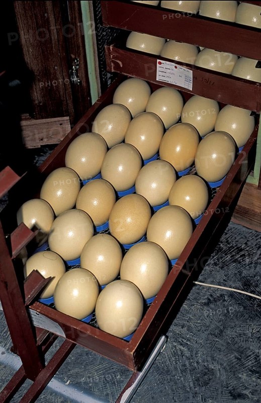 Breeder for eggs of South African Ostrich (Struthio camelus australis), ostrich farm, Oudtshoorn, South Africa, Africa