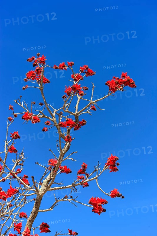 Flame coral tree, Western Cape, South Africa (Erythrina coralloides)