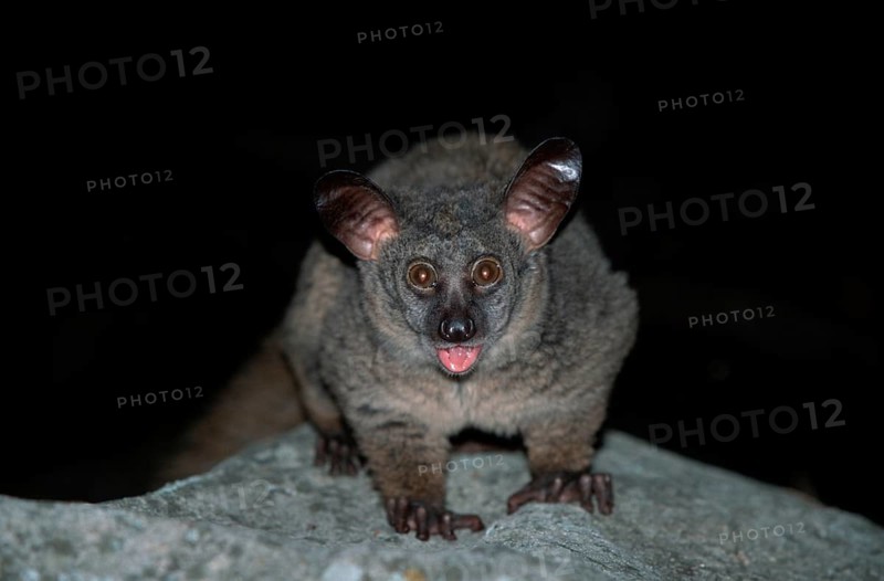 Thick-tailed Bushbaby, Itala Game Reserve, South_Africa (Galago crassicaudatus) (Otolemur crassicaudatus), Riesengalago, Itala Wildschutzgebiet, Suedafrika, Saeugetiere, mammals, animals, Halbaffen, Primaten, lemurs, primates, aussen, outdoor, Blickkontakt, eye-contact, frontal, head-on, von vorne, Querformat, horizontal, stehen, standing, adult