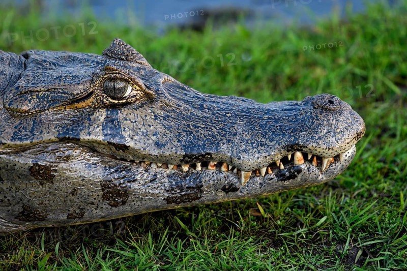 Spectacled caiman (Caiman yacare or Caiman crocodilus yacara), portrait, at Colonia Carlos Pellegrini, Esteros del Iberá, Corrientes Province, Argentina, South America