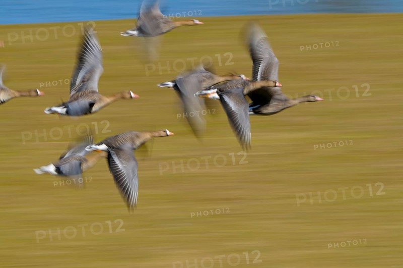White-fronted Geese, Lower Rhine, North Rhine-Westphalia, Germany, Europe