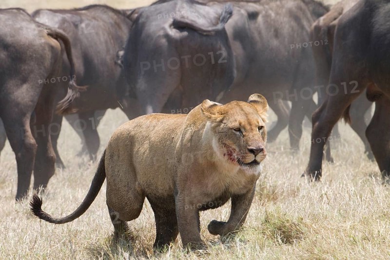 Lioness (Panthera leo) with blood on her face retreats from a herd of Cape Bufffalo (Syncerus caffer), Botswana, Africa