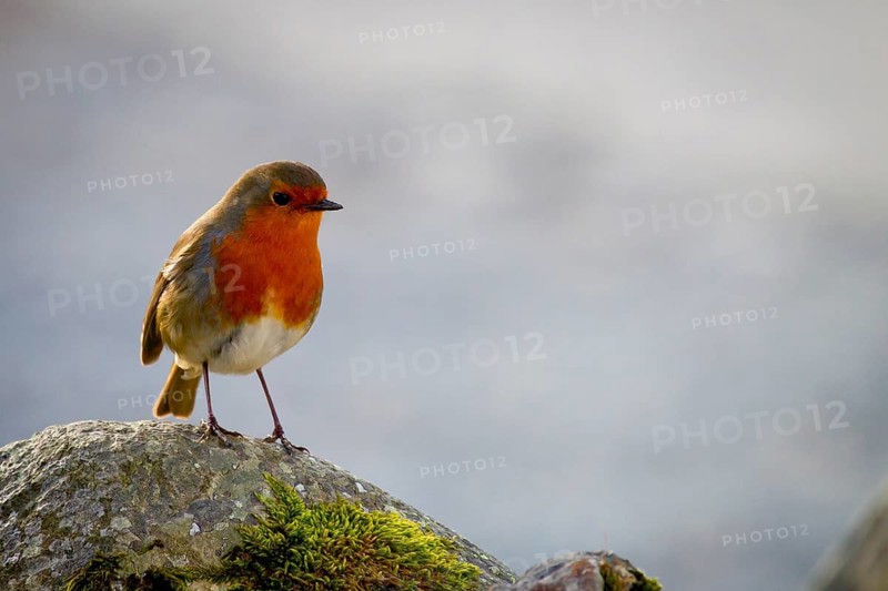 Robin (Erithacus rubecula) (Bird family) (Old World flycatchers and chats) on a stone, Buttermere, lake district, Cumbria, England, United Kingdom, Europe