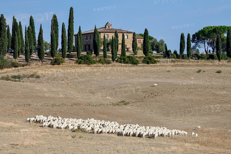 Flock of sheep on an estate near San Quirico d'Orcia, Val d'Orcia, Orcia Valley, Tuscany, Italy, Europe