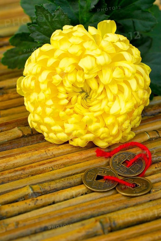 Chrysanthemum (Chrysanthemum) and lucky coins