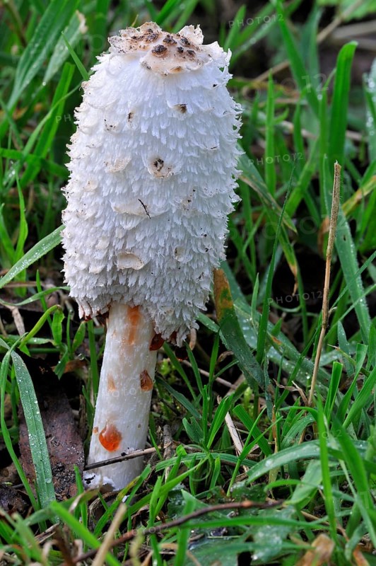 Shaggy ink cap (Coprinus comatus), Shaggy inkcap, Lawyer's wig, shaggy mane showing drops of liquid filled with spores