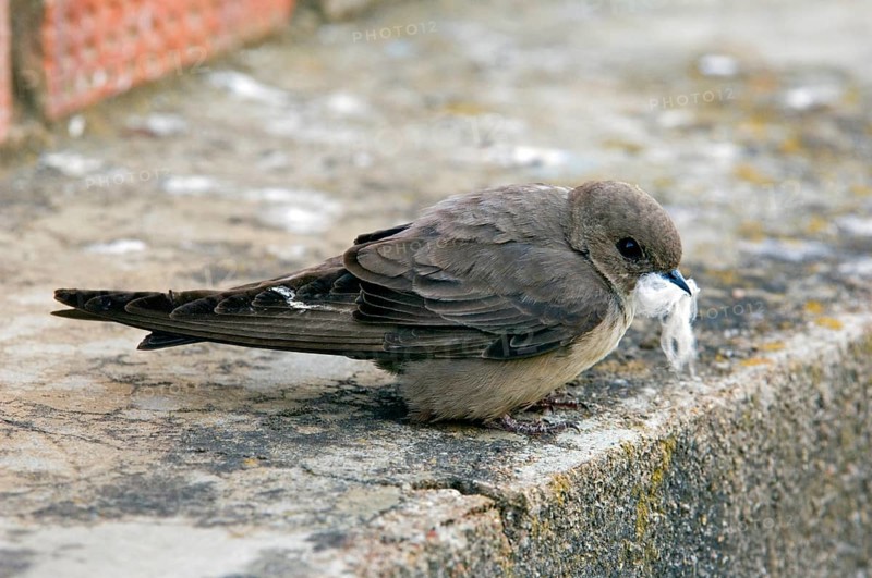 Eurasian crag martin (Ptyonoprogne rupestris) (Hirundo rupestris) with down feather in beak for nest building
