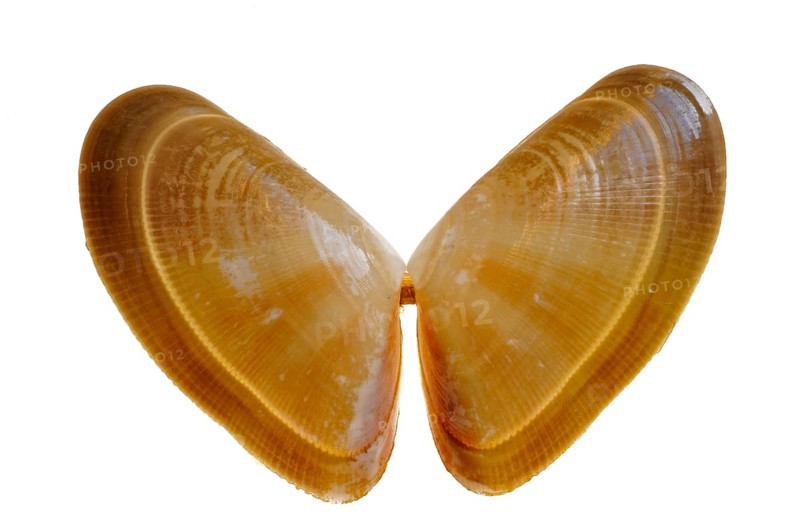 Cuneus vittatus, Banded Saw Mussel, Banded Blunt Mussel, Banded Triangular Mussel, Banded Saw Mussel, Banded Blunt Mussel, Banded Three