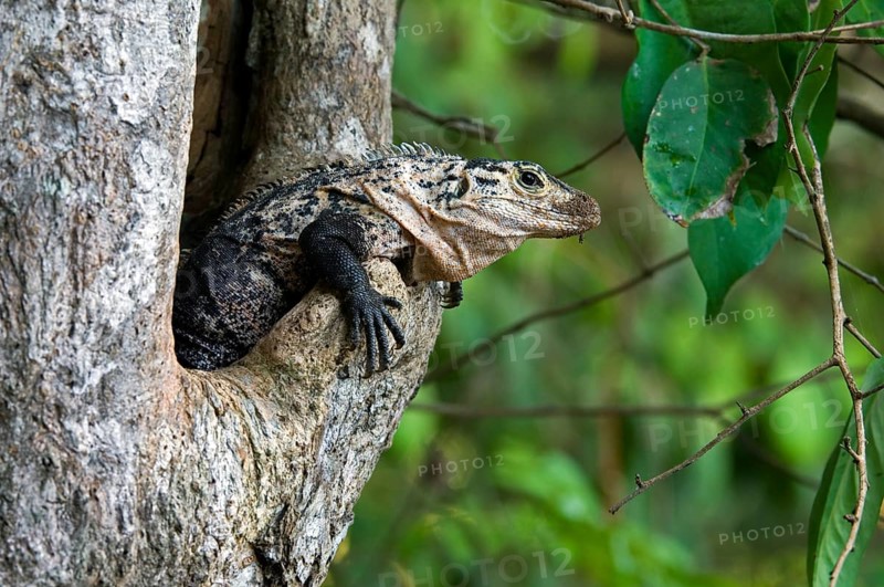 Black spiny-tailed iguana (Ctenosaura similis), black iguana, black ctenosaur in tree cavity, Costa Rica, Central America