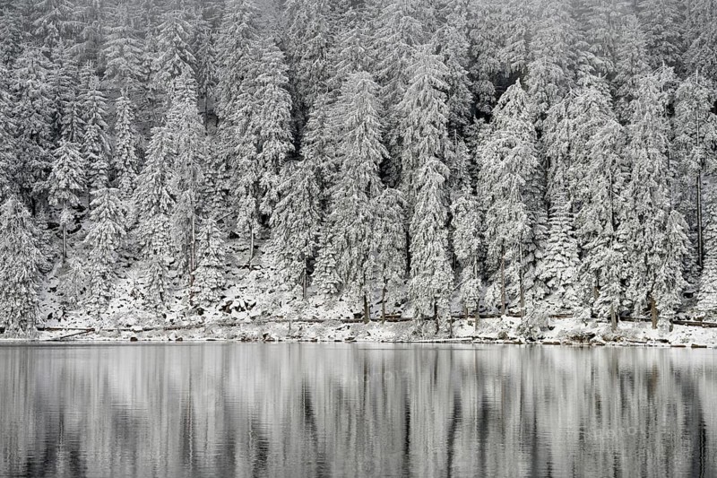Snow-covered spruces, winter landscape at Mummelsee, reflection, snow, near Seebach, Black Forest, Ortenaukreis, Baden-Württemberg, Germany, Europe