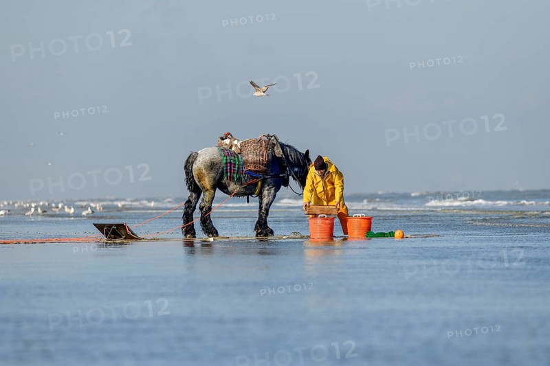 Horse fishermen at work, catching Brown shrimp (Crangon crangon), Koksijde, North Sea coast, province of West Flanders, Belgium, Europe