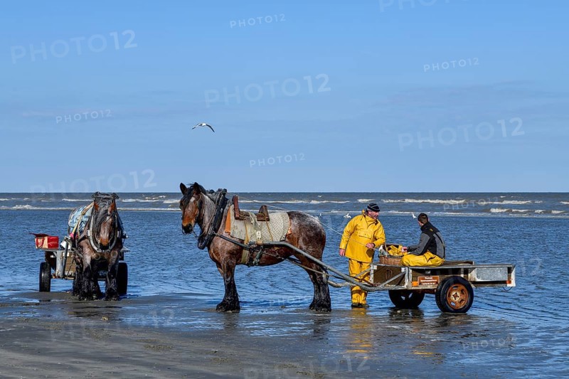 Horse fishermen at work, catching Brown shrimp (Crangon crangon), Koksijde, North Sea coast, province of West Flanders, Belgium, Europe