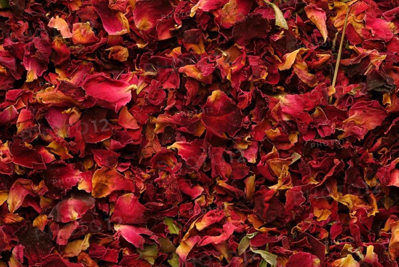 Dried petals of the medicinal plant rose, fragrant rose, Rosa gallica officinalis, The rose is also a valuable medicinal plant due to its anti-inflammatory tannins and flavonoids