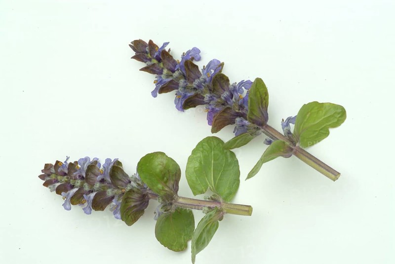 Blue bugles (Ajuga reptans), also known as guilder's goutweed, medicinal plant, infusion of dried flowering parts of the creeping goutweed is said to help against rheumatism, stomach ulcers, angina and diarrhoea when drunk