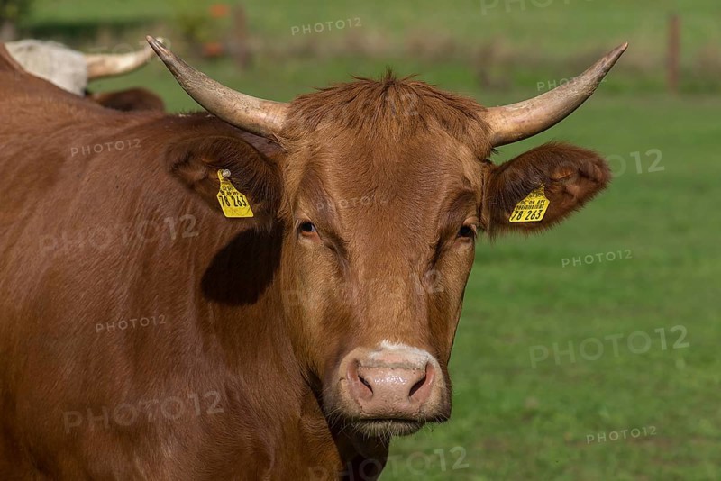 Portrait of Buntscheck cattle, Franconia, Bavaria, Germany, Europe