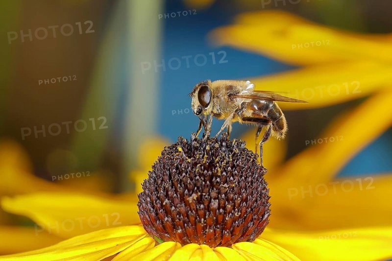 Dronefly (Eristalis tenax), collecting nectar on yellow coneflower (Echinacea paradoxa), Wilden, North Rhine-Westphalia, Germany, Europe