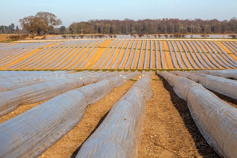 Polythene cloche polytunnels crop protection from frost running acros a field, Wantisen, Suffolk, England, UK