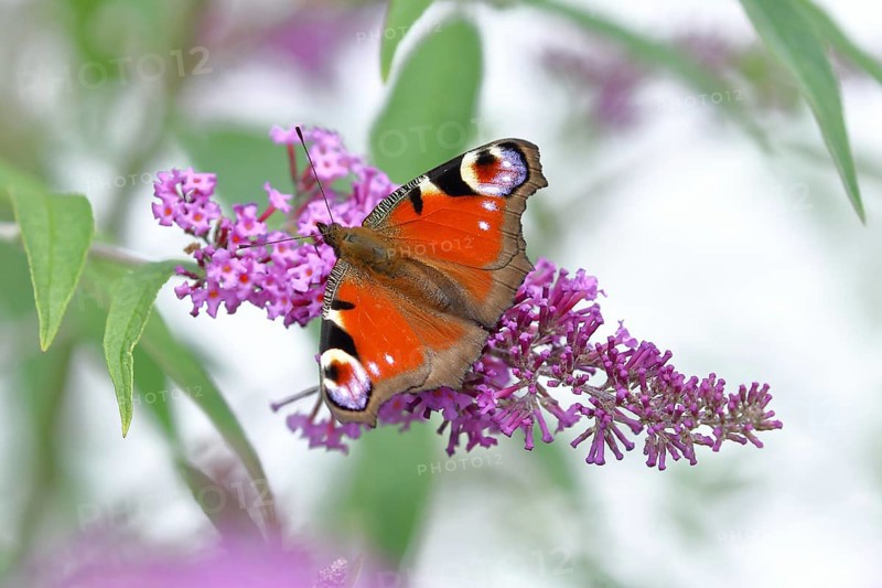 European peacock (Aglais io), on summer lilac or butterfly-bush (Buddleja davidii), Wilden, North Rhine-Westphalia, Germany, Europe