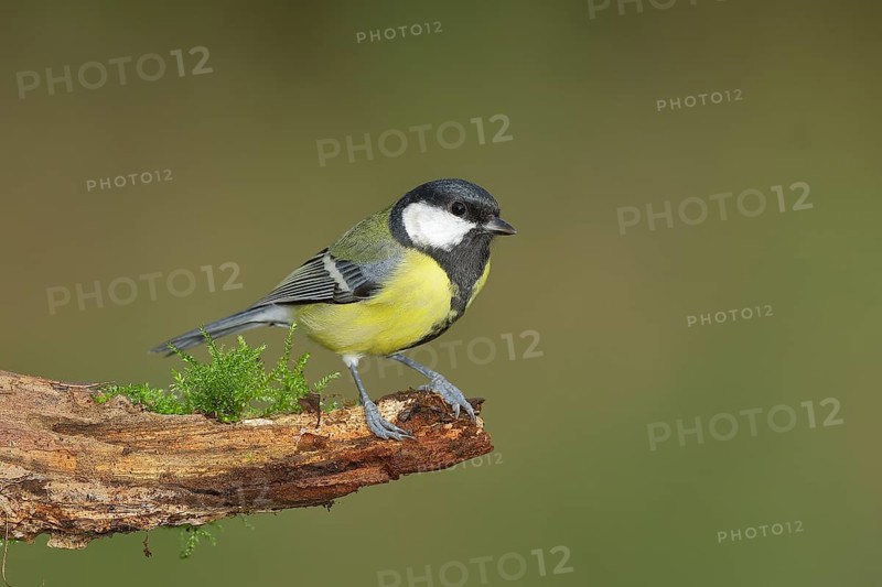 Great tit (Parus major), male sitting on a tree root, Wilden, North Rhine-Westphalia, Germany, Europe