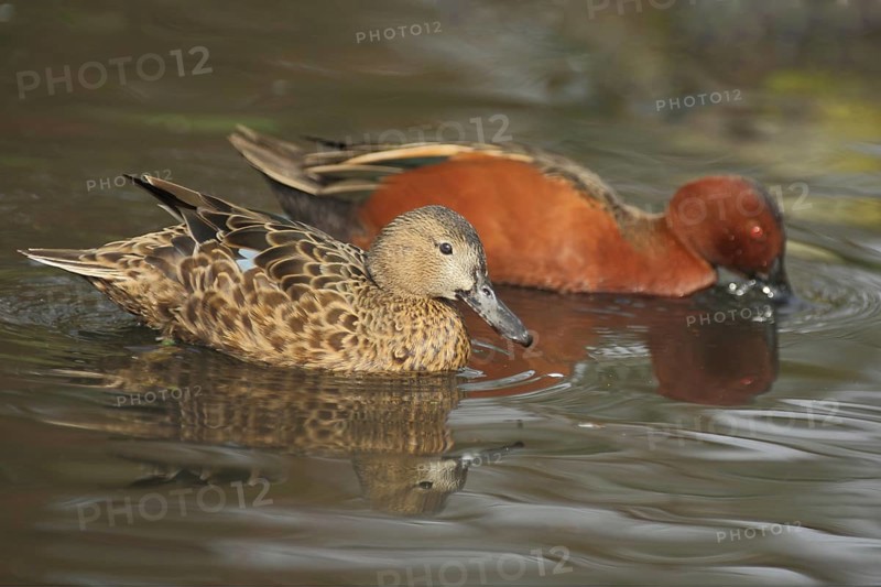 Cinnamon teal (Anas cyanoptera), swimming, male, female, two, pair, blur, copper duck, green duck, green duck, Anatinae, duck birds (Anatidae), duck bird, goose birds, water birds (Anseriformes), waterfowl, goose bird, bird, animal, vertebrate, captive