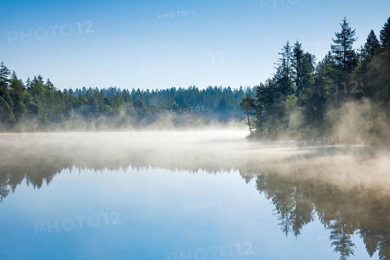 Pines and spruces line the shore of the mirror-smooth Étang de la Gruère moorland lake covered in mist in the canton of Jura, Switzerland, Europe