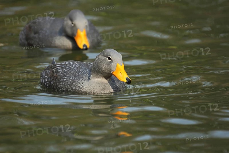 Magellan steamer duck birds fuegian steamer duck (Tachyeres pteneres), duck bird, goose birds, water birds (Anseriformes), waterfowl, goose bird, bird, animal, vertebrate, captive