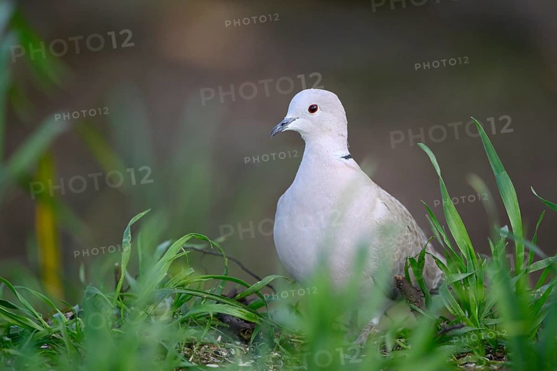 Eurasian collared dove (Streptopelia decaocto), Dingdener Heide nature reserve, North Rhine-Westphalia, Germany, Europe