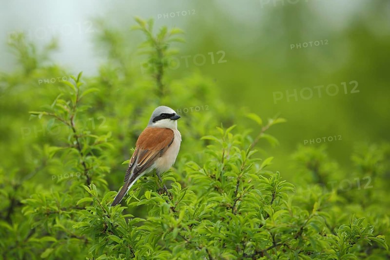 Male Red-backed Shrike (Lanius collurio), Rohrbach, Karlstadt, Main, Lower Franconia, Franconia, Bavaria, Germany, Europe