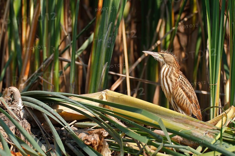 Little Bittern (Ixobrychus minutus), young bird, Middle Elbe Biosphere Reserve, Dessau-Roßlau, Saxony-Anhalt, Germany, Europe
