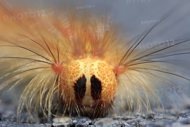 Caterpillar of the gypsy moth Lymantria dispar), head portrait with long tufts of hair, funny, island of Pag, Croatia, Europe