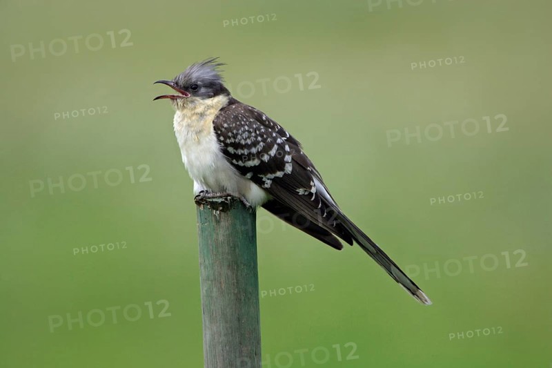 Great Spotted Cuckoo (Clamator glandarius) on stake, Alentejo, Jay Cuckoo, Cuckoo Birds, Portugal, Europe