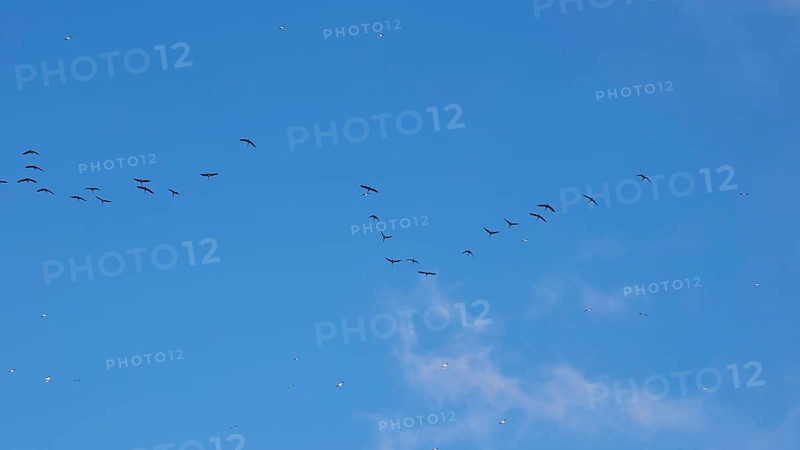 Flock of birds, formation flight, Levanzo, Egadi Islands, Sicily, Italy, Europe