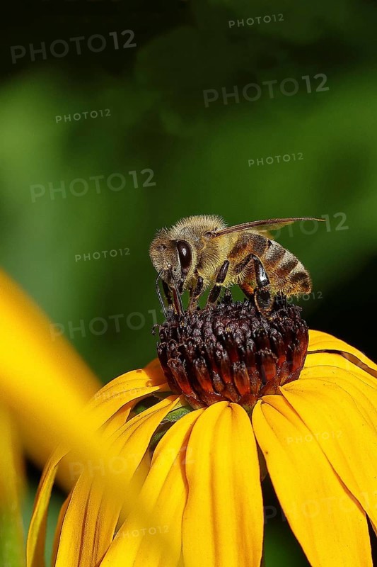European honey bee (Apis mellifera), collecting nectar from a flower of yellow coneflower (Echinacea paradoxa), Wilden, North Rhine-Westphalia, Germany, Europe