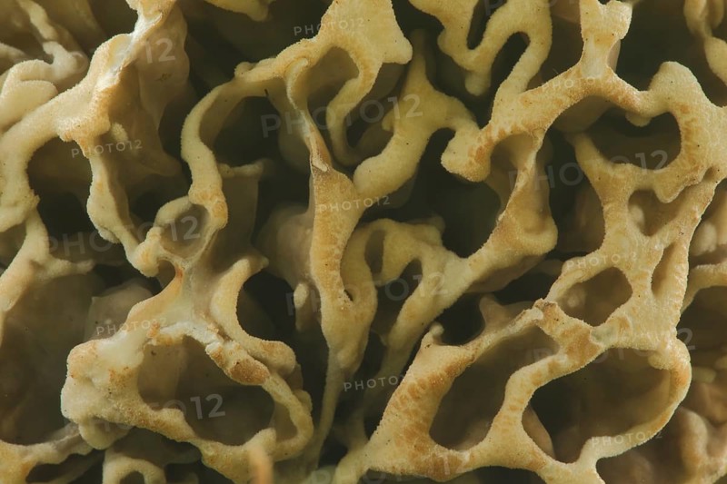 Detail of grey morel, common morel (Morchella vulgaris), macro, structure, pattern, holes, brain-shaped, wavy, sinuous, reticulated, irregular, honeycomb, edge, edges, morels, morel, Morchella, Morchelartige, Morchellaceae, Pezizales, Pezizales, tube fungus, mushroom, Weilbacher Kiesgruben, Weilbach, Flörsheim, Taunus, Hesse, Germany, Europe