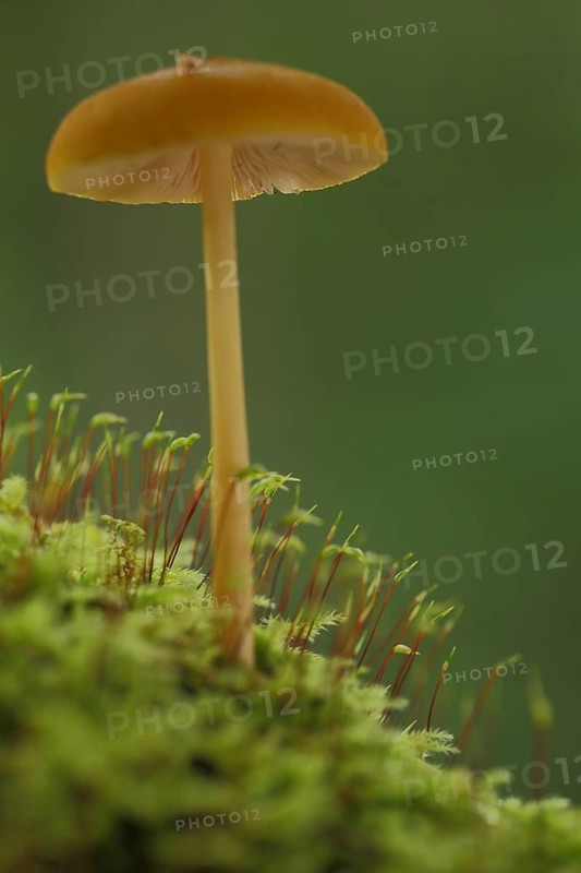 Golden-brown roof mushroom (Pluteus chrysophaeus) in moss, nature, mustard yellow roof mushroom, yellow-hatted roof mushroom, roof mushroom, roof mushroom-like, Pluteaceae, leaf mushroom, leaf mushroom (Agaricales), stand mushroom, mushroom, Naurod, Wiesbaden, Taunus, Hesse, Germany, Europe
