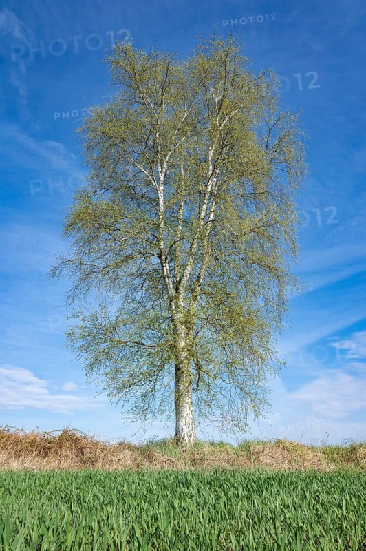Downy birch (Betula pubescens) standing by a field, blue sky, Lower Saxony, Germany, Europe