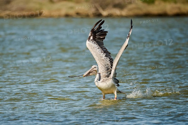Great white pelican (Pelecanus onocrotalus) starting from the sea, France, Europe