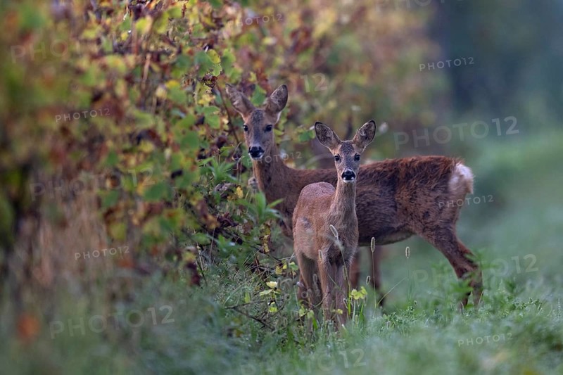 Doe with fawn (Capreolus capreolus) in autumn leaves, Wittlich, Rhineland-Palatinate, Germany, Europe