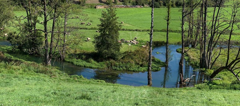 Sheep (Ovis) grazing at the river Trubach, Egloffstein, Upper Franconia, Bavaria, Germany, Europe