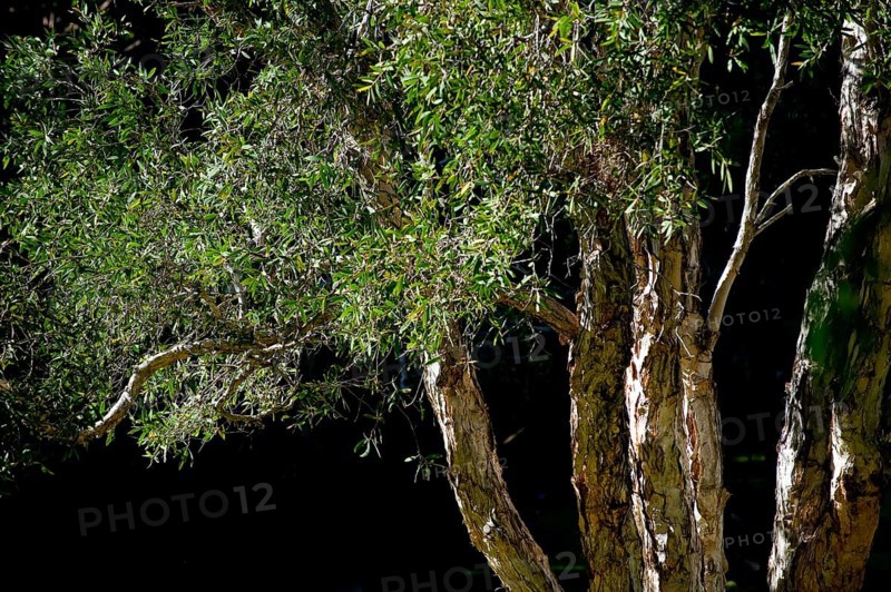 Eucalyptuses (Eucalyptus), Eucalyptus, tree, plant, flora, rubber tree, green, Australia, Oceania
