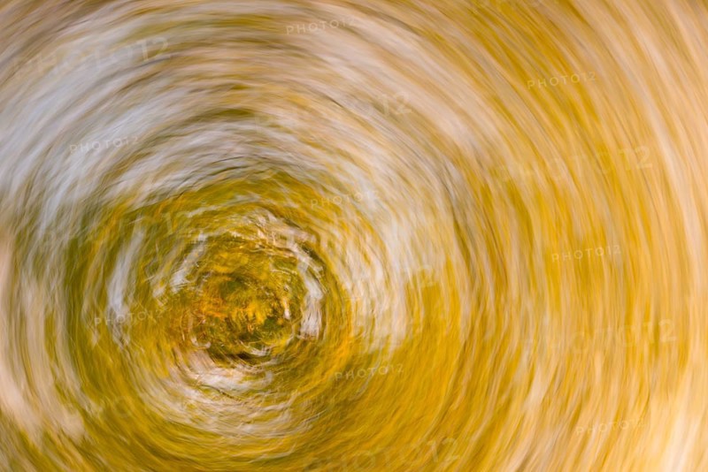 Abstract painting with dynamic swirl in yellow and gold tones, radiating energy and movement, deciduous forest in autumn, treetops of Norway maple (Acer platanoides) or Norway maple with yellow autumn leaves, circle wipe effect, abstract, Lüneburg Heath, Lower Saxony, Germany, Europe