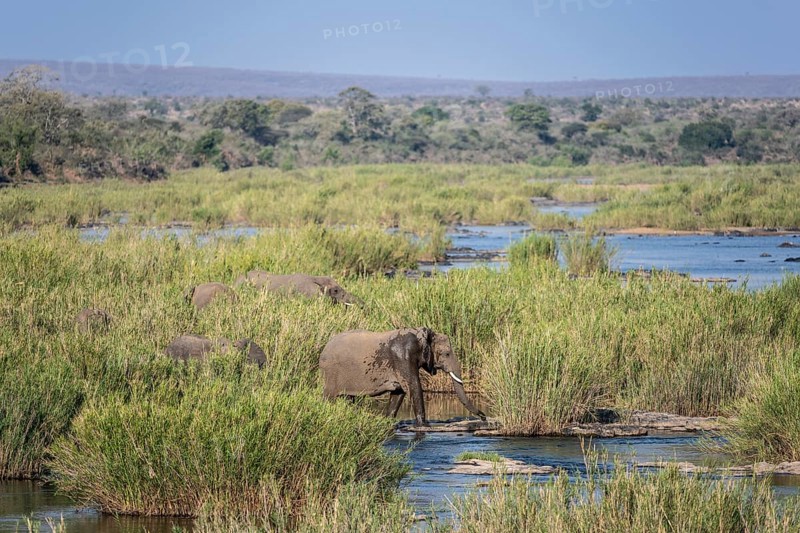 African elephants (Loxodonta africana) in the swamp near Lower Sabie Rest Camp, Kruger National Park, South Africa, Africa