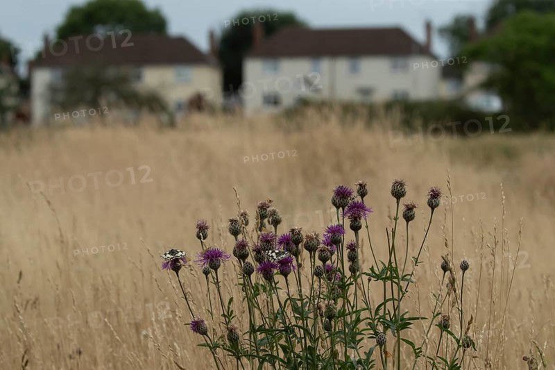 Marbled white (Melanargia galathea) butterfly adult feeding on Common knapweed (Centaurea nigra) flowers Suffolk, England, United Kingdom, Europe