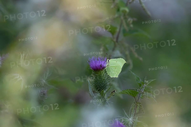 Brimstone (Gonepteryx rhamni) butterfly adult male feeding on a Spear thistle (Cirsium vulgare) flower, Suffolk, England, United Kingdom, Europe