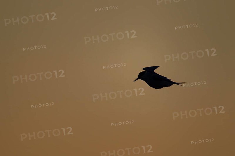 Little tern (Sternula albifrons) adult bird in flight at sunset, Norfolk, England, United Kingdom, Europe
