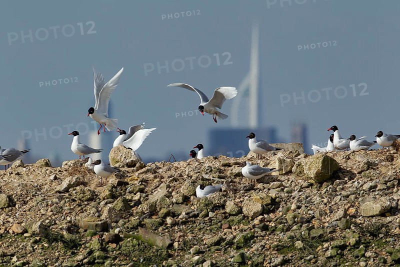 Mediterranean gull (Ichthyaetus melanocephalus) adult birds on a rock, Hampshire, England, United Kingdom, Europe