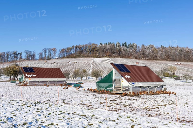 Mobile chicken coops and chickens in a meadow in winter, snow, mobile chicken coops for free-range farming, Baden-Württemberg, Germany, Europe